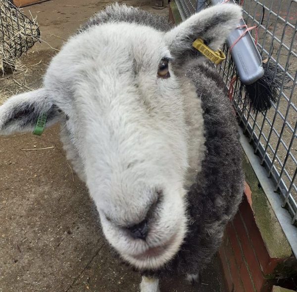 Animal Adoption (Daffy and Friends) - Vauxhall City Farm Animal Adoption (Daffy and Friends) - Vauxhall City Farm
