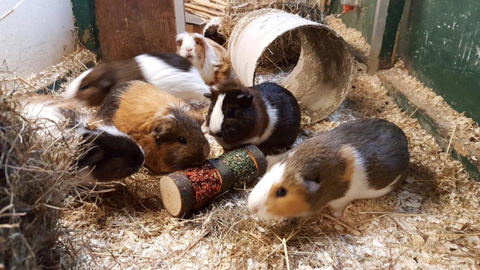 Animal Adoption (Oreo & Twix) - Vauxhall City Farm
