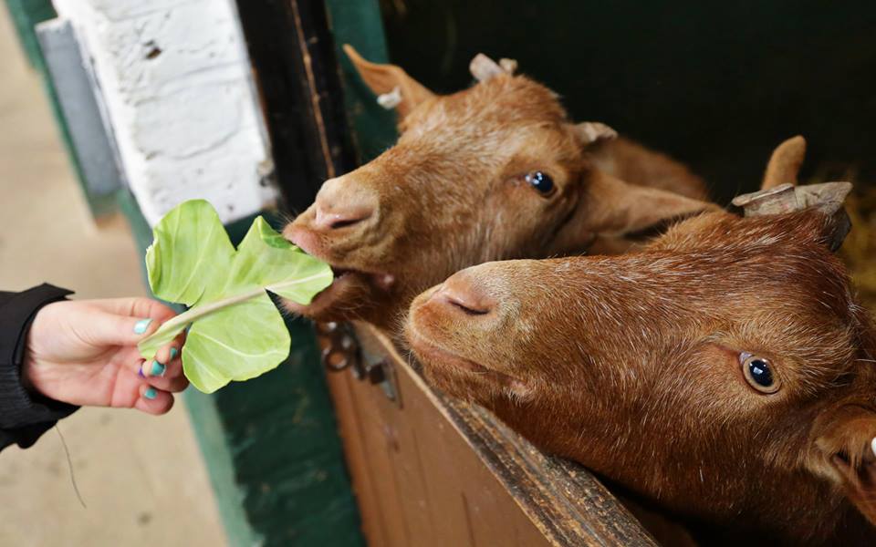 farm animal adoption