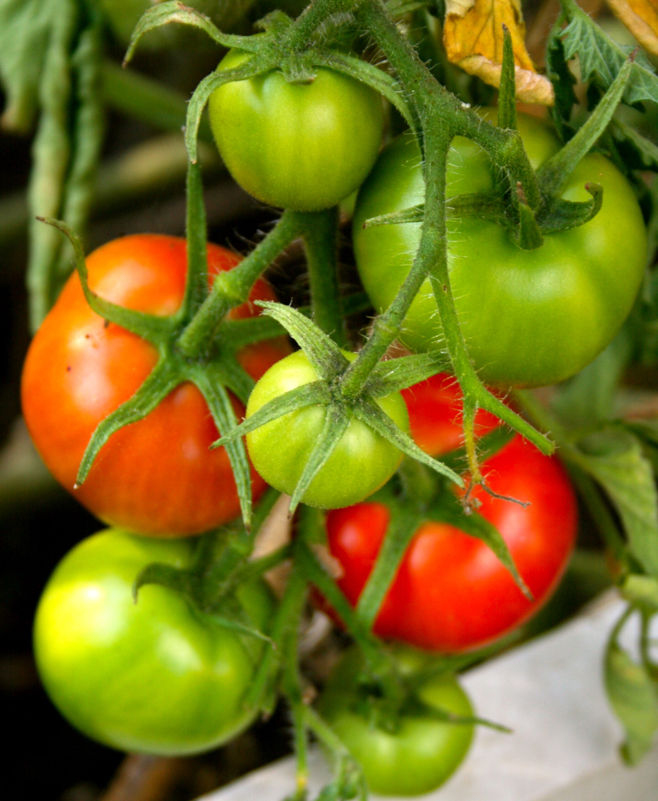 Tomatoes Tomatoes