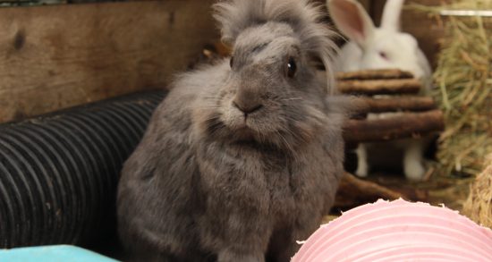 Rabbits - Vauxhall City Farm