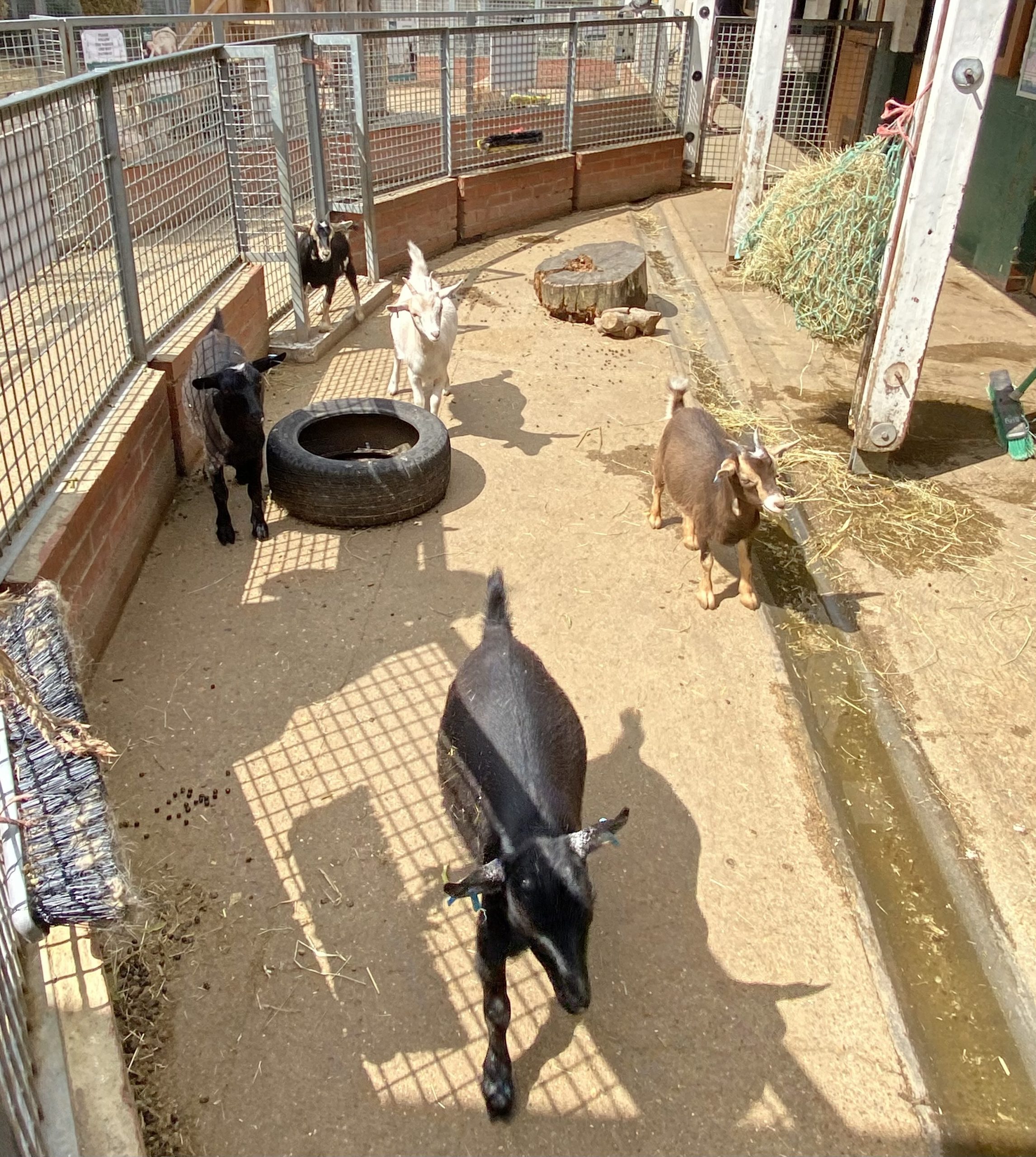 Animal Adoption (Betty & Friends) - Vauxhall City Farm