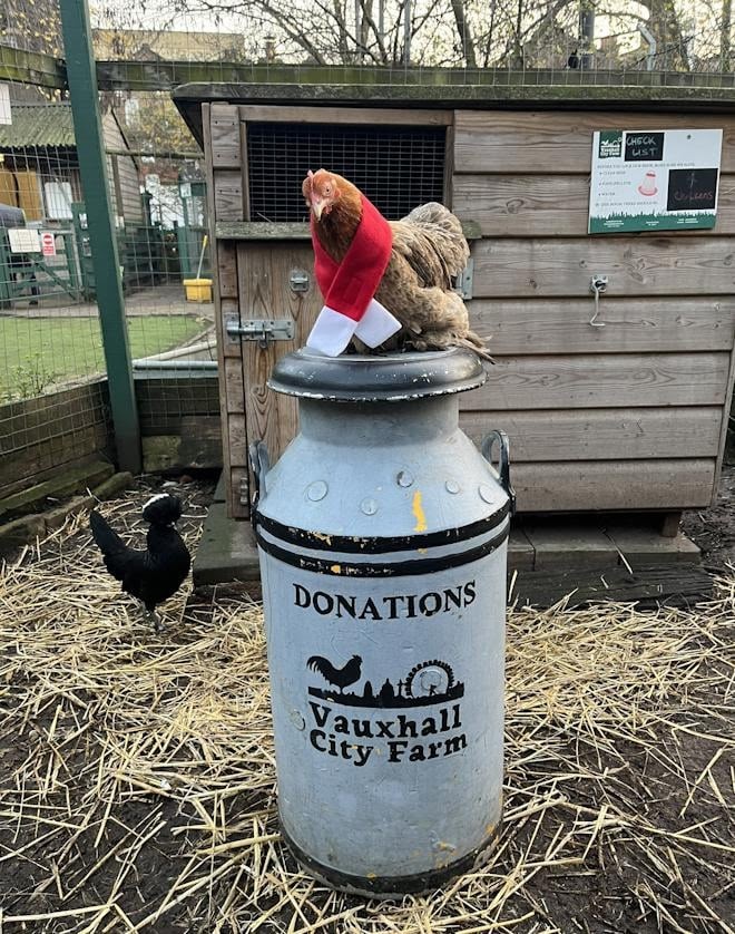 Fluffy the chicken wearing a Christmas scarf on a donation churn