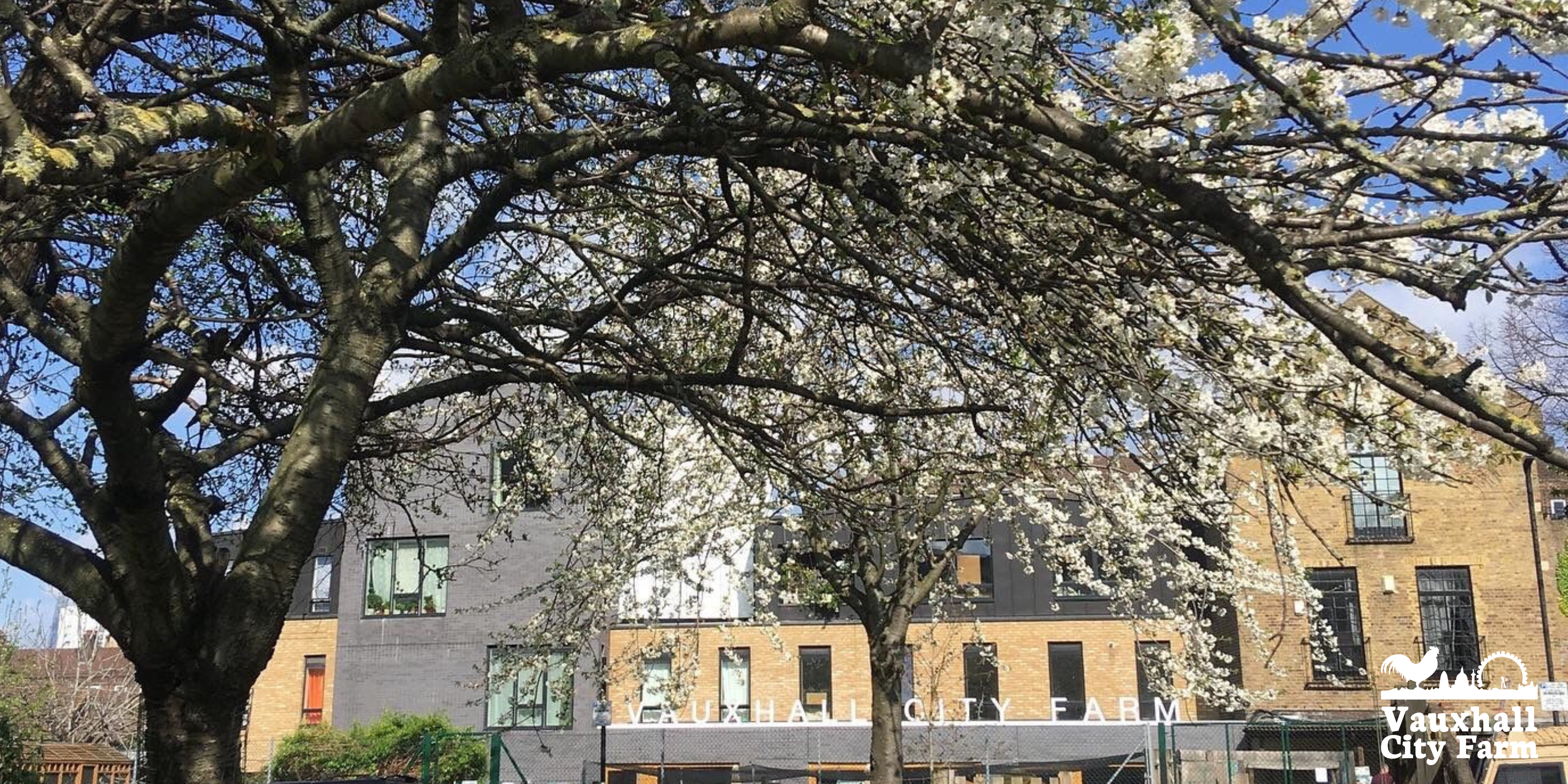 2 Blossom at Vauxhall 2 Blossom at Vauxhall