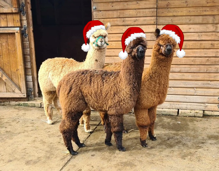 Alpaca fleece proves to be a winner – Our Communities