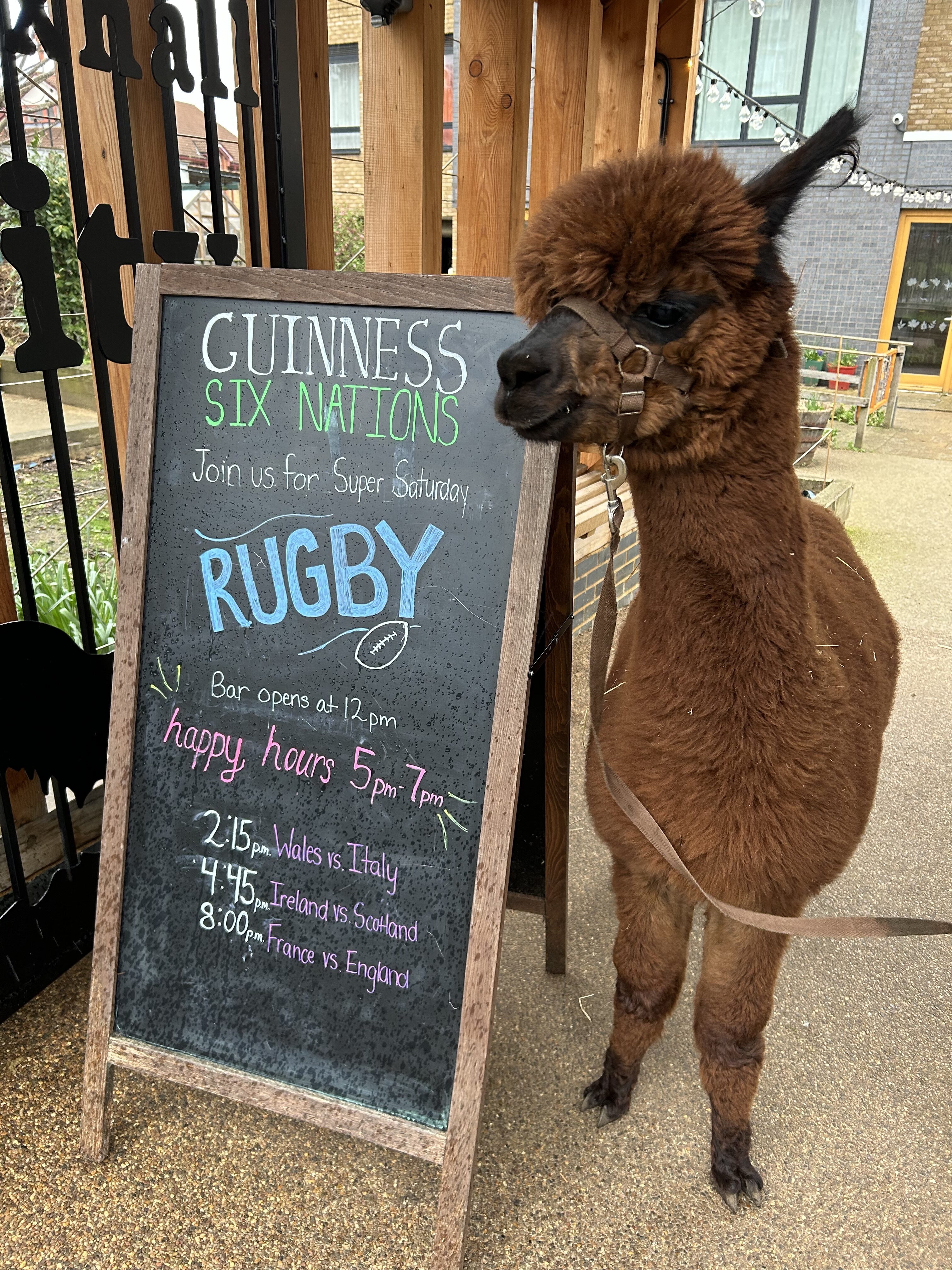 An alpaca standing with a Guinness Six Nations Rugby chalk board at Faith's Place bar